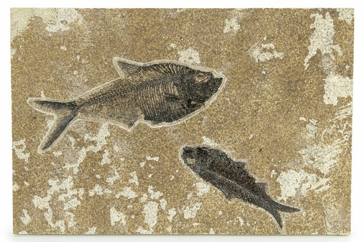 Multiple Fossil Fish (Diplomystus & Knightia) - Wyoming #251853